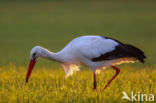 White Stork (Ciconia ciconia)