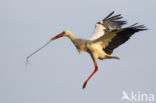 White Stork (Ciconia ciconia)