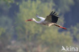 White Stork (Ciconia ciconia)