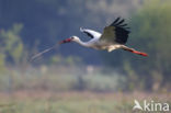 White Stork (Ciconia ciconia)