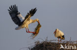 White Stork (Ciconia ciconia)