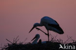 White Stork (Ciconia ciconia)