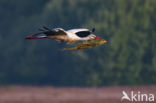 White Stork (Ciconia ciconia)