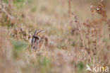 Eurasian Wryneck (Jynx torquilla)