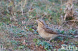 Eurasian Wryneck (Jynx torquilla)