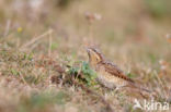 Eurasian Wryneck (Jynx torquilla)