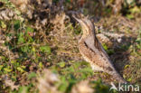 Eurasian Wryneck (Jynx torquilla)