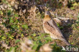 Eurasian Wryneck (Jynx torquilla)