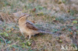 Eurasian Wryneck (Jynx torquilla)