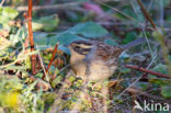 Siberian Accentor (Prunella montanella)