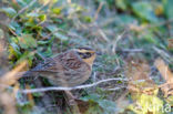 Siberian Accentor (Prunella montanella)