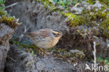 Siberian Accentor (Prunella montanella)