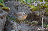 Siberian Accentor (Prunella montanella)