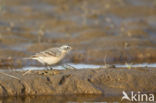 Waterpieper (Anthus spinoletta)