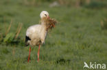 White Stork (Ciconia ciconia)