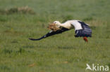 White Stork (Ciconia ciconia)