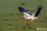 White Stork (Ciconia ciconia)