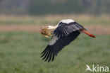 White Stork (Ciconia ciconia)