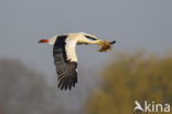 White Stork (Ciconia ciconia)