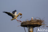 White Stork (Ciconia ciconia)