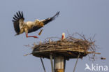 White Stork (Ciconia ciconia)