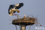 White Stork (Ciconia ciconia)