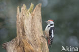 Middle Spotted Woodpecker (Dendrocopos medius)