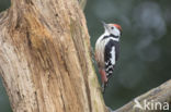 Middelste Bonte Specht (Dendrocopos medius)