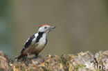 Middelste Bonte Specht (Dendrocopos medius)