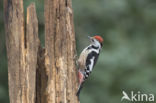 Middelste Bonte Specht (Dendrocopos medius)