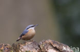 Boomklever (Sitta europaea caesia)