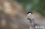 Glanskop (Parus palustris)