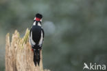 Great Spotted Woodpecker (Dendrocopos major)