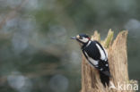 Great Spotted Woodpecker (Dendrocopos major)