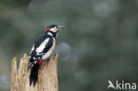 Great Spotted Woodpecker (Dendrocopos major)