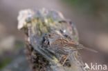 Dunnock