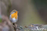 European Robin (Erithacus rubecula)