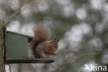 Red Squirrel (Sciurus vulgaris)