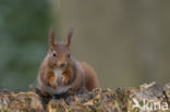 Red Squirrel (Sciurus vulgaris)