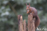 Red Squirrel (Sciurus vulgaris)