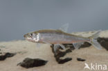 Smelt (Osmerus eperlanus)