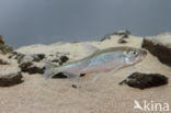 Smelt (Osmerus eperlanus)