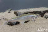 Smelt (Osmerus eperlanus)