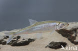 Smelt (Osmerus eperlanus)