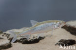 Smelt (Osmerus eperlanus)