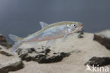 Smelt (Osmerus eperlanus)