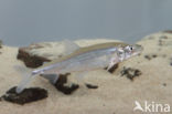 Smelt (Osmerus eperlanus)