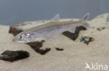 Smelt (Osmerus eperlanus)