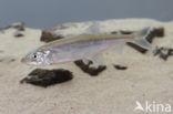 Smelt (Osmerus eperlanus)