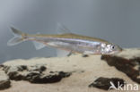 Smelt (Osmerus eperlanus)